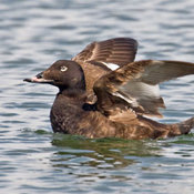 White-winged Scoter